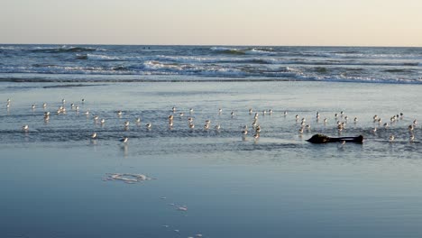 sandpipers reflecting in shallow water while running towards the ocean waves