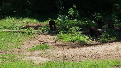 Algunos-Vistos-Bajo-La-Sombra-Mientras-Las-Mariposas-Revolotean-En-El-Suelo-Y-Luego-Dos-Individuos-Se-Mueven-De-Derecha-A-Izquierda,-Macaco-Macaca-Arctoides-De-Cola-Muñón,-Tailandia