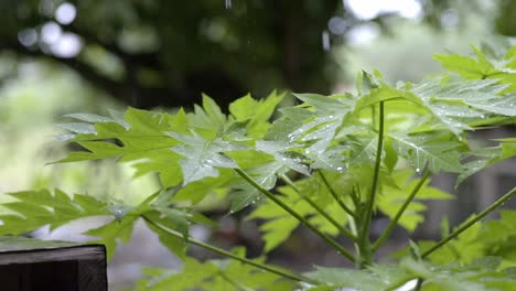 Fuertes-Gotas-De-Lluvia-Cayendo-Sobre-Hojas-De-Papaya,-Lluvia-De-Primer-Plano