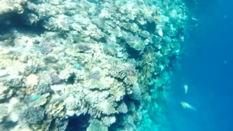 underwater sea fish. tropical fish reef marine. colourful underwater seascape. reef coral scene. coral garden seascape. colourful tropical coral reefs.