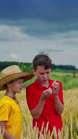 boys in the field. brothers standing among growing wheat and talking. teenage boy holds spikelet and looking on wheat grains. vertical video
