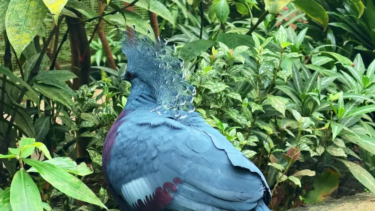 Goura Victoria Crowned Pigeon standing among dense tropical foliage, showing blue lace crest, red eye and maroon chest patch in natural habitat environment, tracking shot