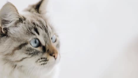 face of white cat with blue eyes closeup