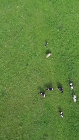 cows grazing in a field