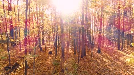 madera de bosque de otoño colorida