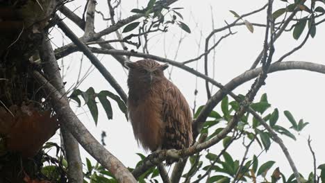 seen perch on a branch facing the camera and then preens its front feathers and left wing, buffy fish owl ketupa ketupu, khao yai national park, thailand