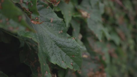 gotas de lluvia en las hojas verdes durante la temporada de lluvias - enfoque selectivo