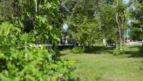 park scene on a sunny day