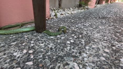 green snake moves across pebbled ground by posts