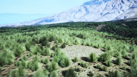 green grass field with mountains in the background