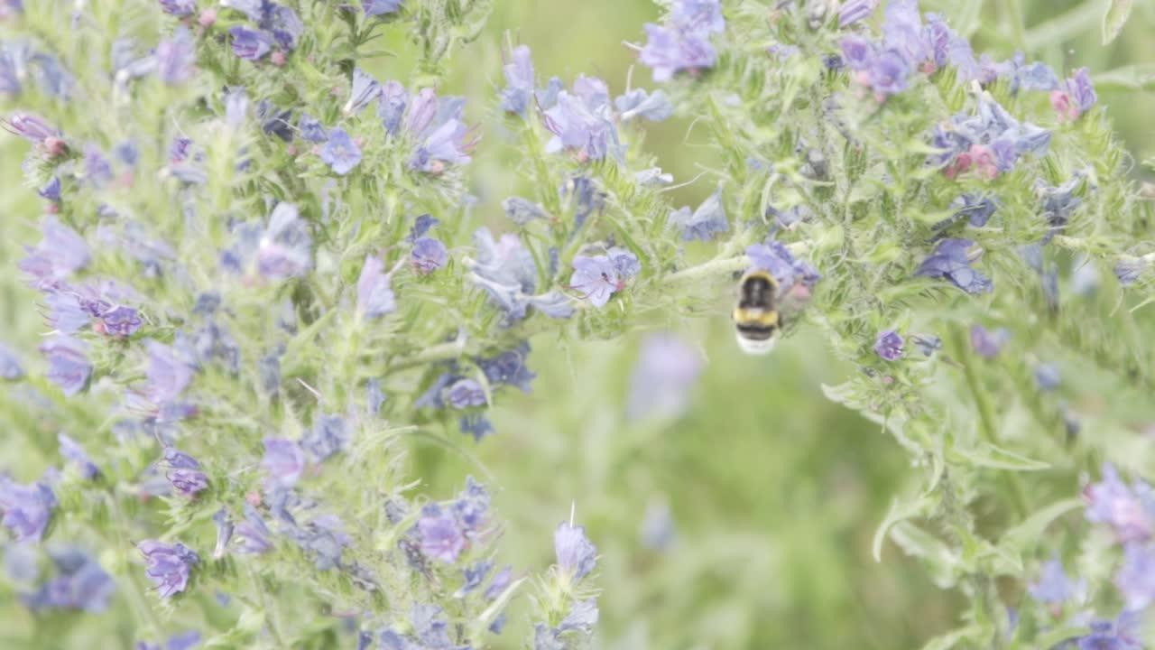 Bumble bees working in nature
