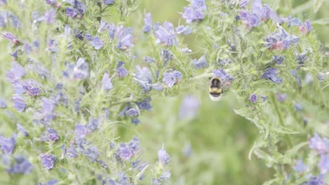 bumble bees working in nature