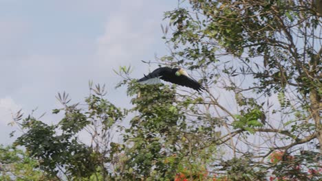 cuerno de cuerno en moscas de árbol para atrapar comida arrojada en el aire
