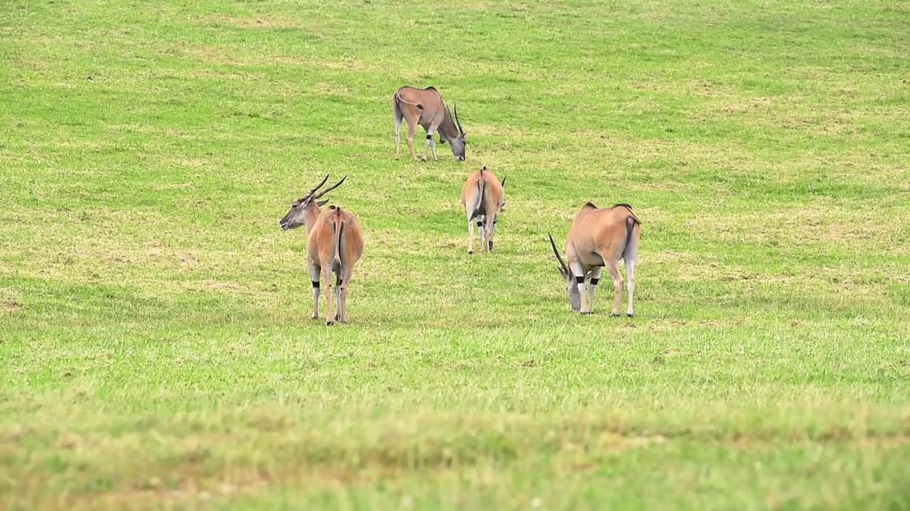 엘랜드 안 ⁇ 로프가 잔디를 먹고 있다