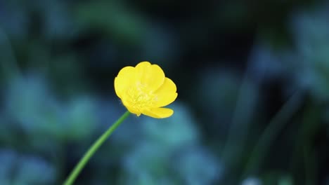 Gelbe-Blume,-Gänseblümchen,-Hell-Und-Ein-Guter-Hintergrund