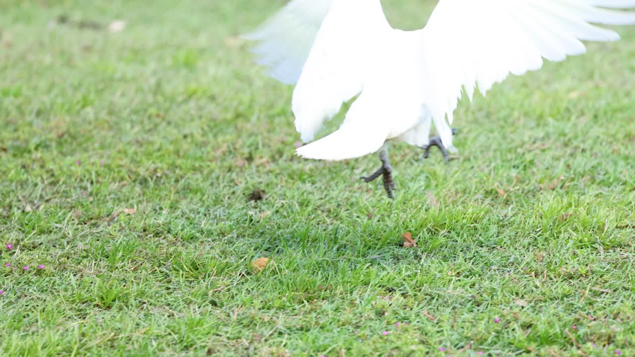 카카투가 고, 날개를 휘두르고, 날아갑니다.