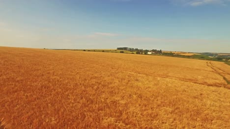 Aerial-view-of-farmer-walking-through-his-fields