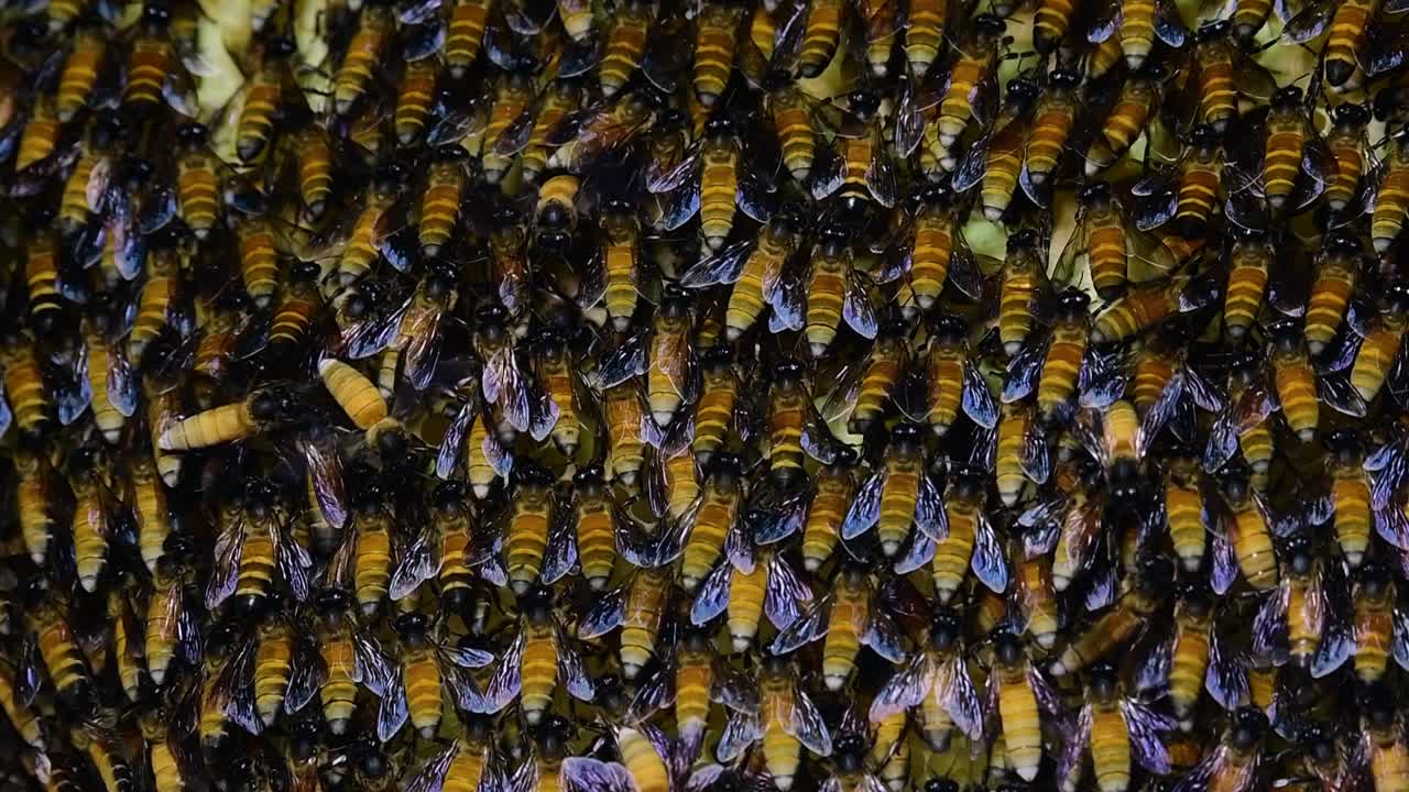 se sabe que las abejas melíferas gigantes construyen grandes colonias de nidos con bolsillos simétricos hechos de cera para almacenar miel como fuente de alimento.