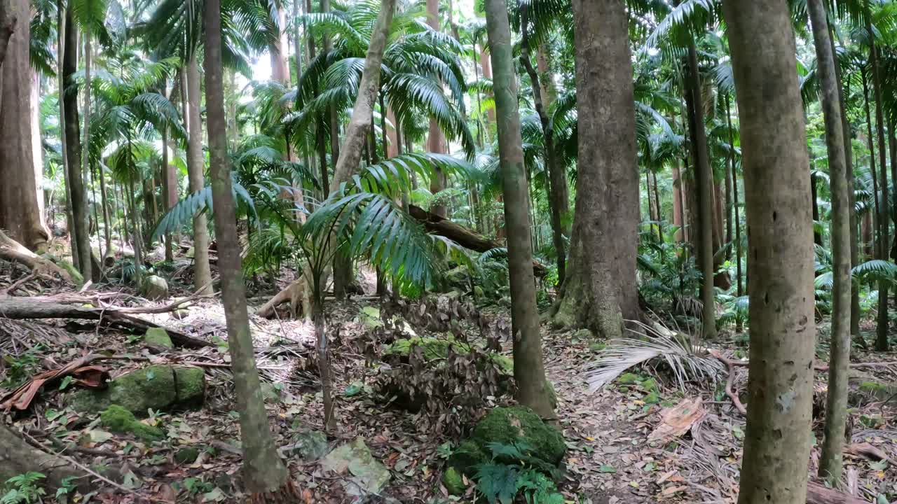 una exploración tranquila de un bosque exuberante