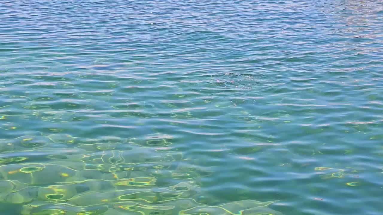 Two ducks in Lake Geneva's clear water