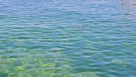 two ducks in lake geneva's clear water