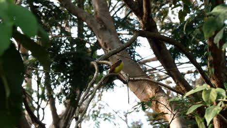 alerta de aves exóticas: ¡atractor de moscas social en su hábitat!