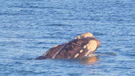 side view of one southern right whale breaching its head out of the water blowing water out of the blowhole to breath