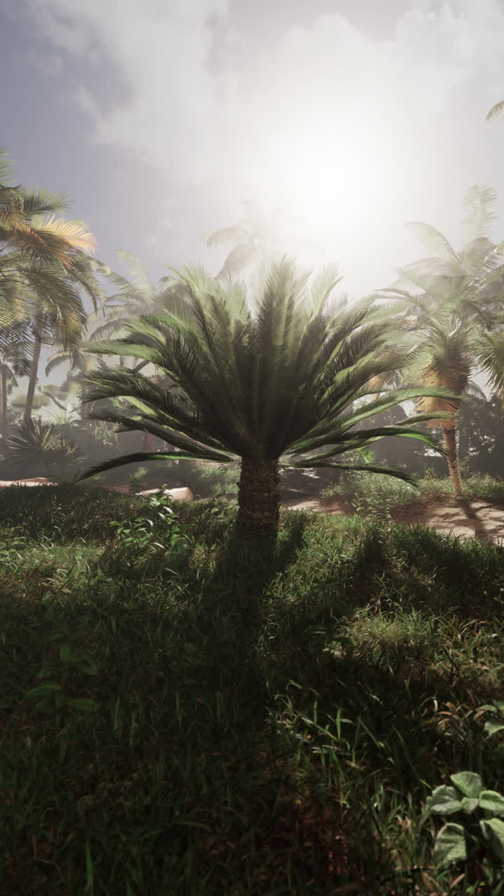 종려나무 와 울창 한 식물 이 있는 열대 숲