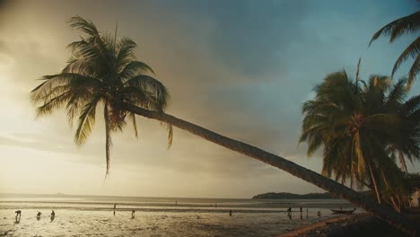 Steady-sunset-tropical-beach-landscape-with-palm-trees-and-people-walking-and-collecting-shells