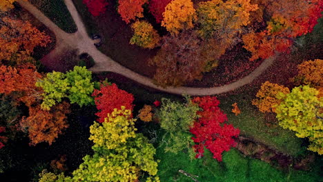 luchtfoto bovenaanzicht van kleurrijke bloeiende bosbomen in park met pad in de herfst