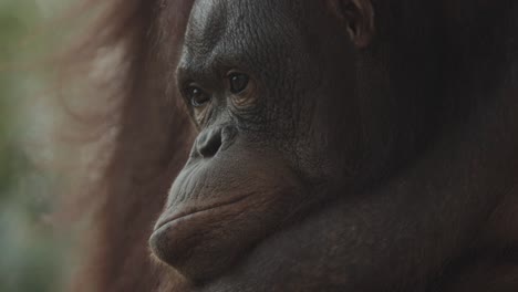 extreme close up of orangutan face in borneo