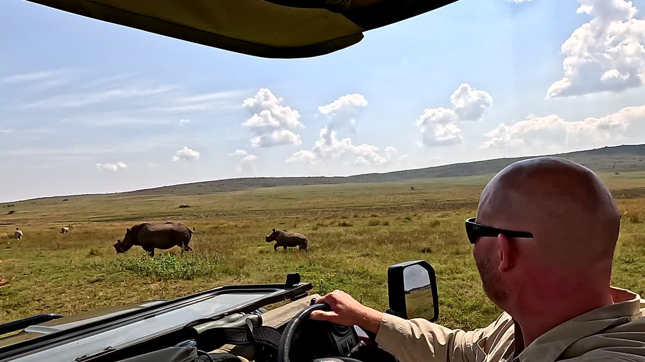 POV - Game ranger approaching mother rhino and calf on big five drive