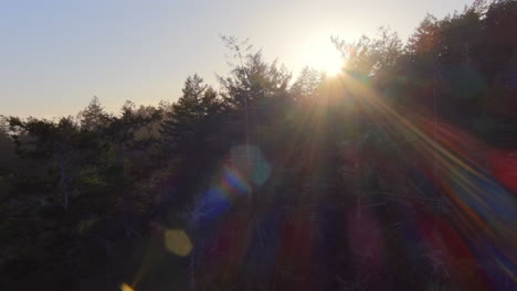 Flying-over-tree-tops-with-sun-rays-shining-through-forest-landscape