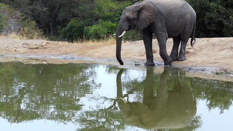 Ein-Einsamer-Afrikanischer-Elefantenbulle-Trinkt-Wasser-Und-Streckt-Seinen-Rüssel-Mit-Schöner-Spiegelung-Aus