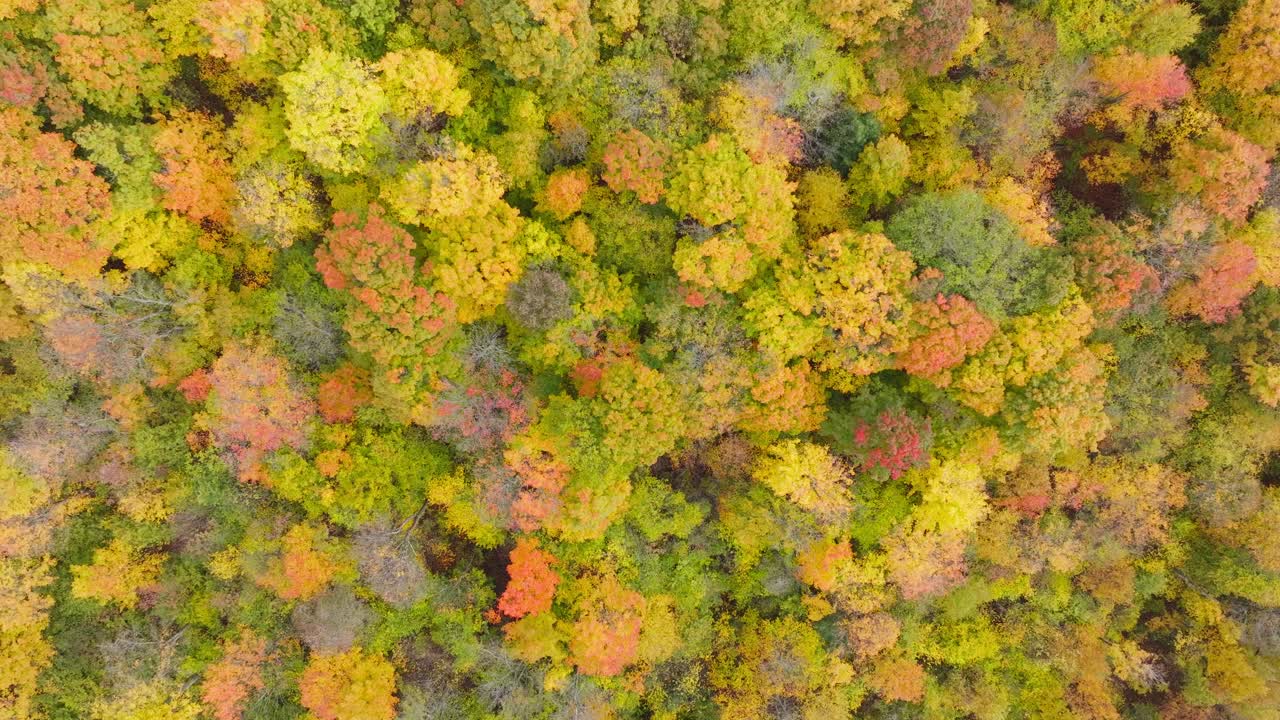 vista de arriba del vibrante follaje de otoño sobre el bosque de otoño en quebec, canadá