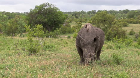 Weißes-Nashorn,-Das-Auf-Dem-Grasland-Im-Privaten-Wildreservat-Sabi-Sands,-Südafrika,-Weidet