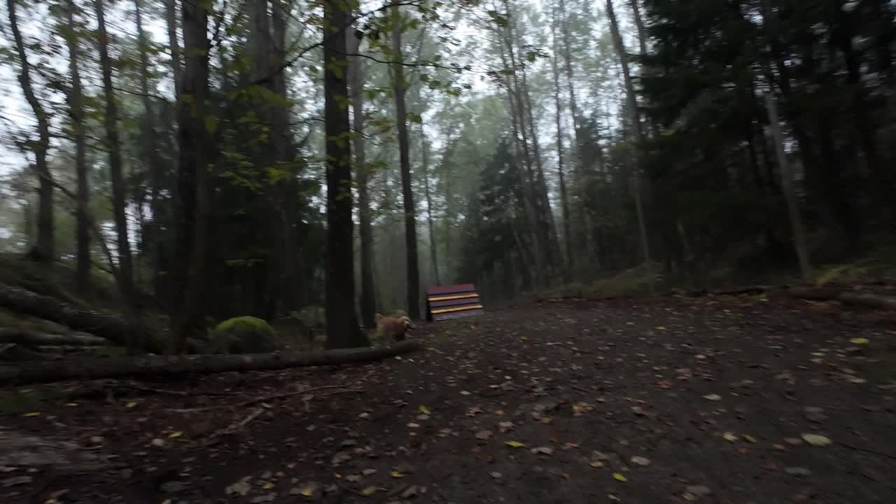Low angle of a dog running in a forrest