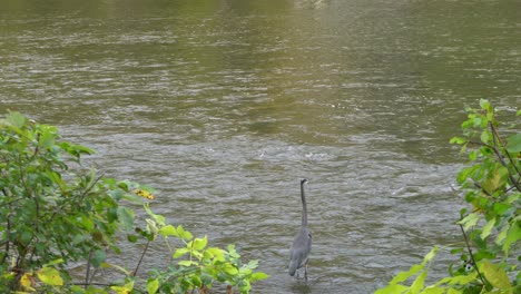 The-flow-of-the-water-is-constant-on-this-river