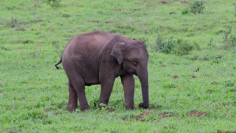 Los-Elefantes-Asiáticos-Son-Especies-En-Peligro-De-Extinción-Y-También-Son-Residentes-De-Tailandia