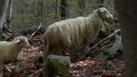 mother sheep feeds lamb with breast milk into the wild forest