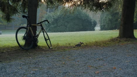 two curious squirrels try to understand what a bike is