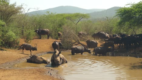 Congregation-of-rhinoceros-and-cape-buffalo-at-the-watering-hole