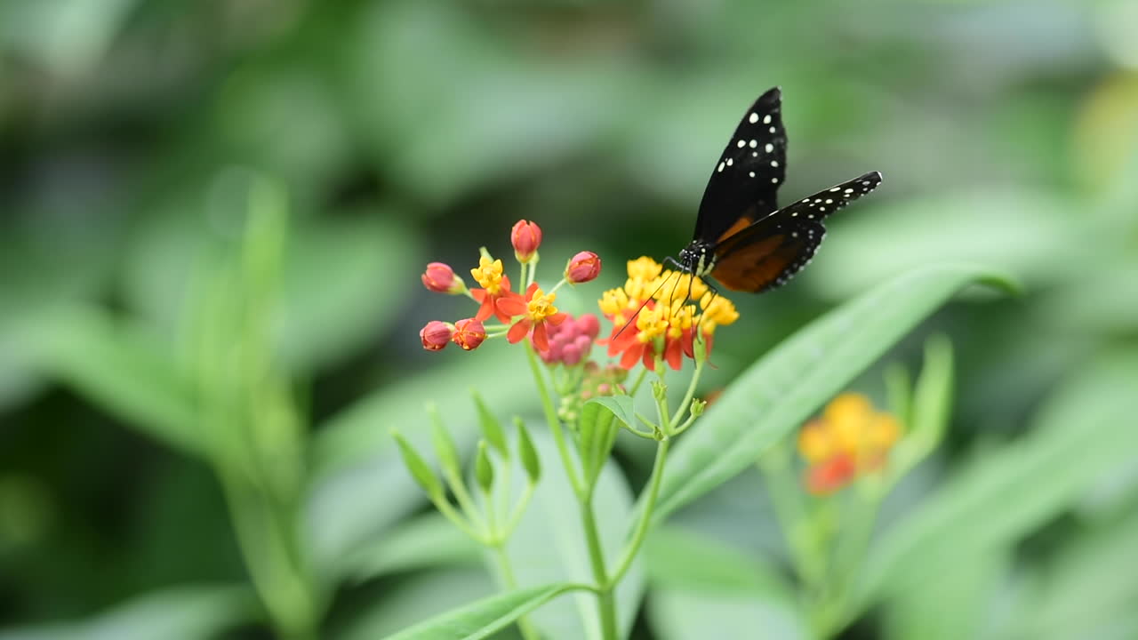 una mariposa de ala larga tarricina bebe néctar de una flor y luego se va volando