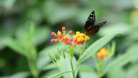 A-tarricina-longwing-butterfly-drinks-nectar-from-a-flower-and-then-flies-away