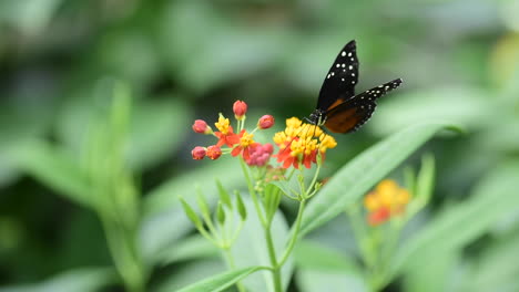 a tarricina longwing butterfly drinks nectar from a flower and then flies away