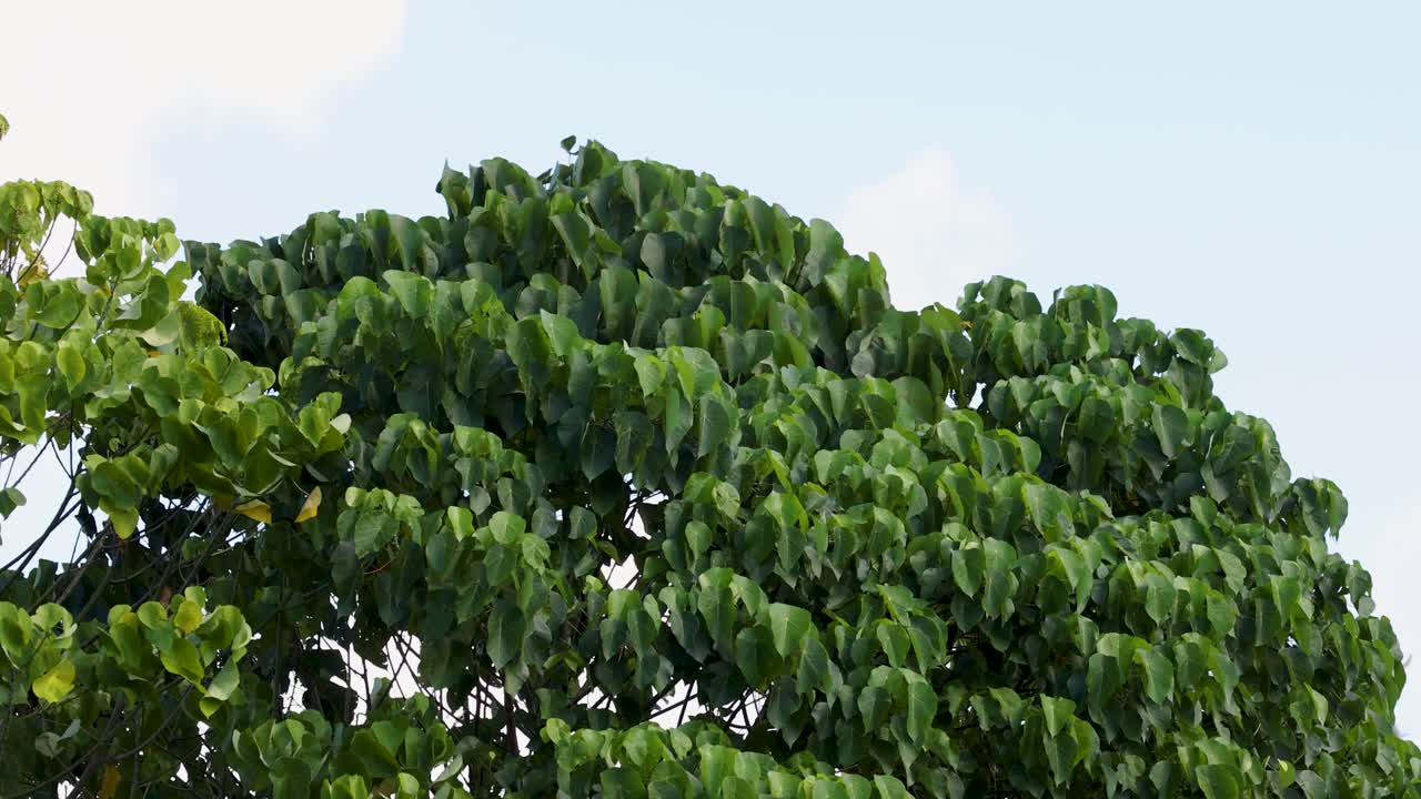 A vibrant green tree canopy sways gently under a clear blue sky, capturing the essence of a breezy day