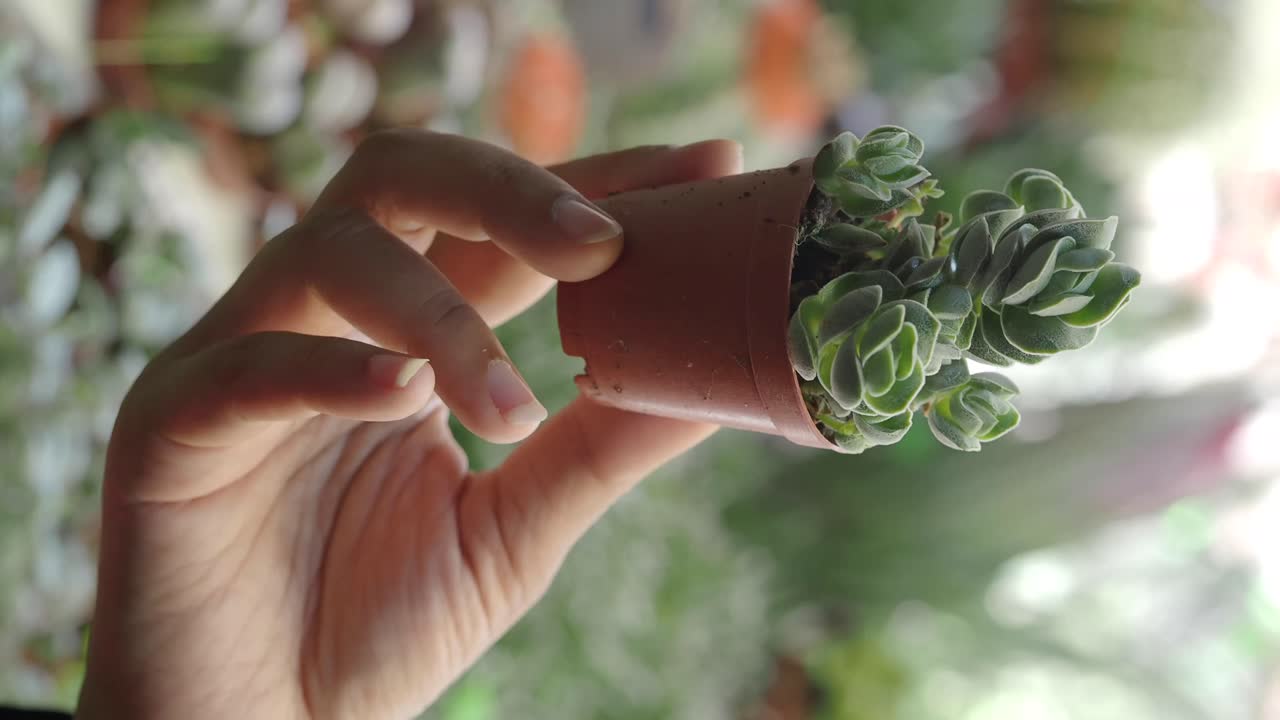 Hand holding a succulent plant in a pot