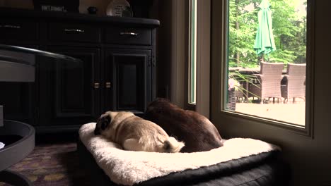 30-Second-clip-of-a-Pug-and-German-Short-Hair-lounging-together