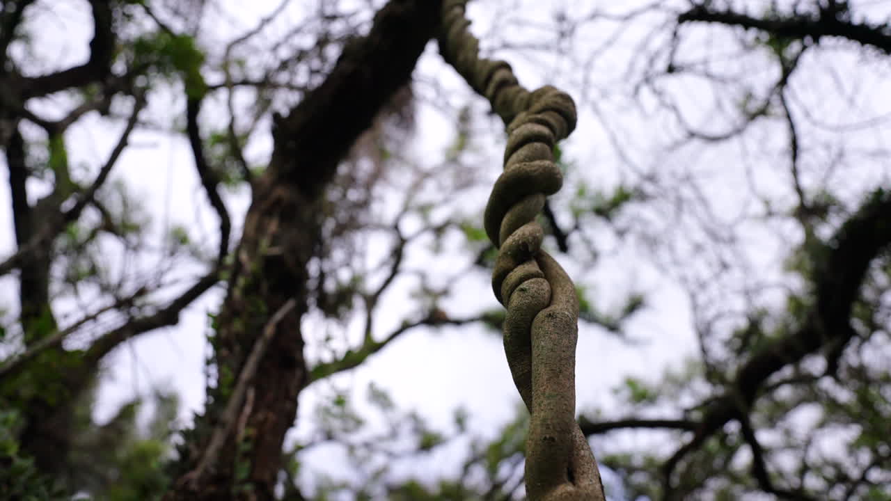 Close up of a twisted liana hanging from a tree in a rainforest, creating a spiral pattern with a blurred background of tree branches and sky, low angle orbiing shot