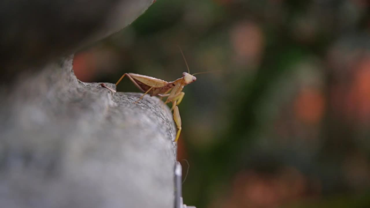 Kiyomizu-dera Mantis Walking Kyoto Temple Japan